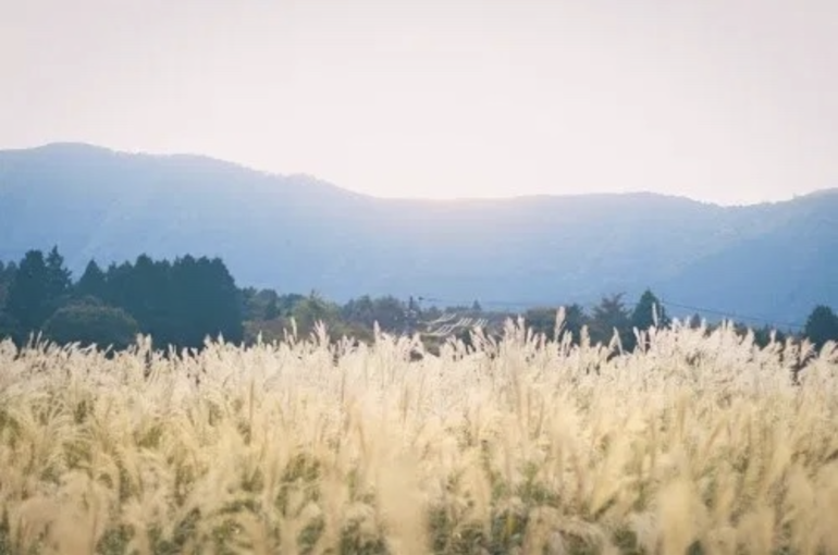 秋