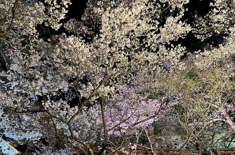 高遠城址公園